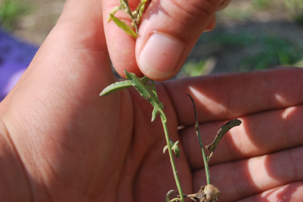 Convolvulus arvensis